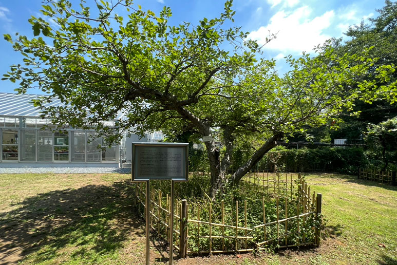 小石川植物園 ニュートンのリンゴ