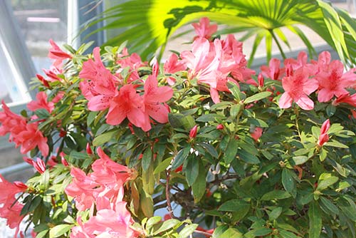 小石川植物園-温室の花