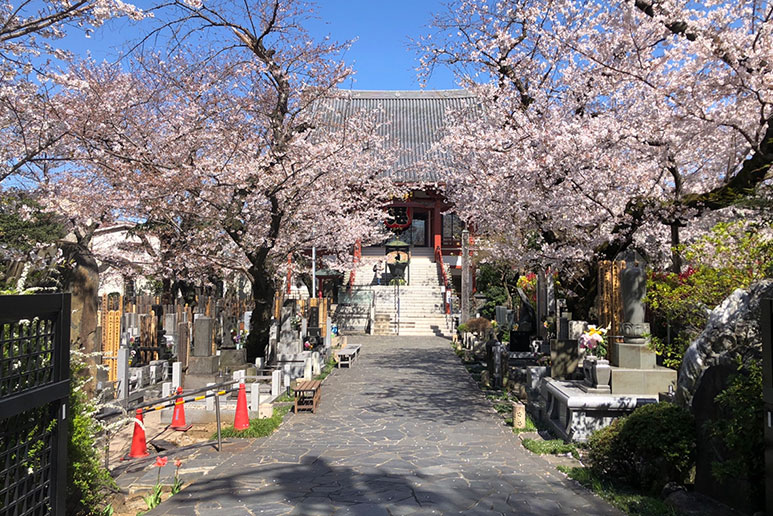 浄心寺桜