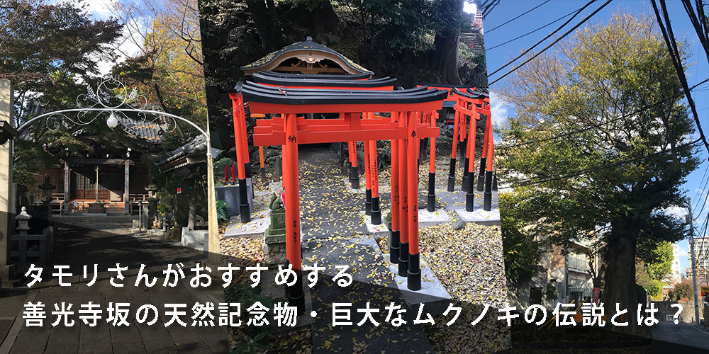 タモリさんがおすすめする善光寺坂の天然記念物・巨大なムクノキの伝説とは？