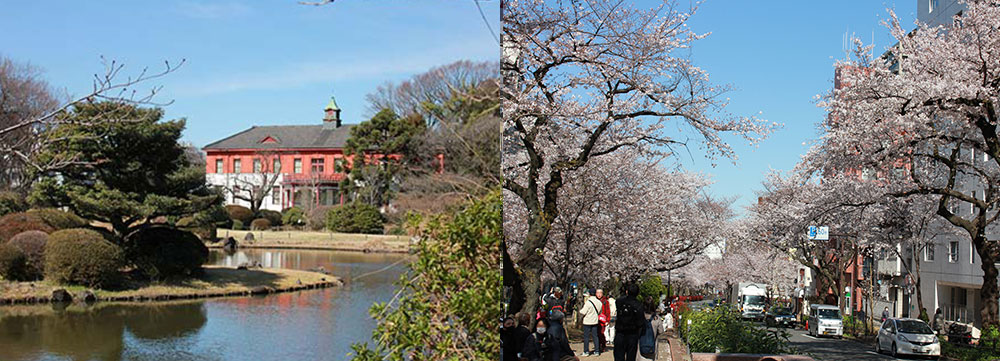 左:小石川植物園 右:播磨坂