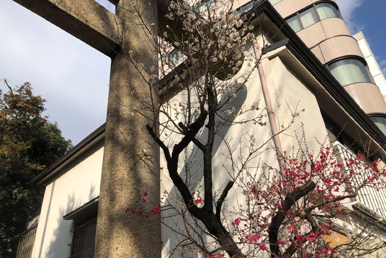 櫻木神社 桜