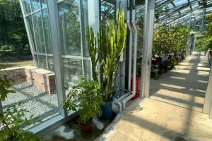 小石川植物園の温室にある植物