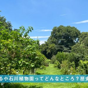 文京区にある小石川植物園ってどんなところ？歴史や施設など