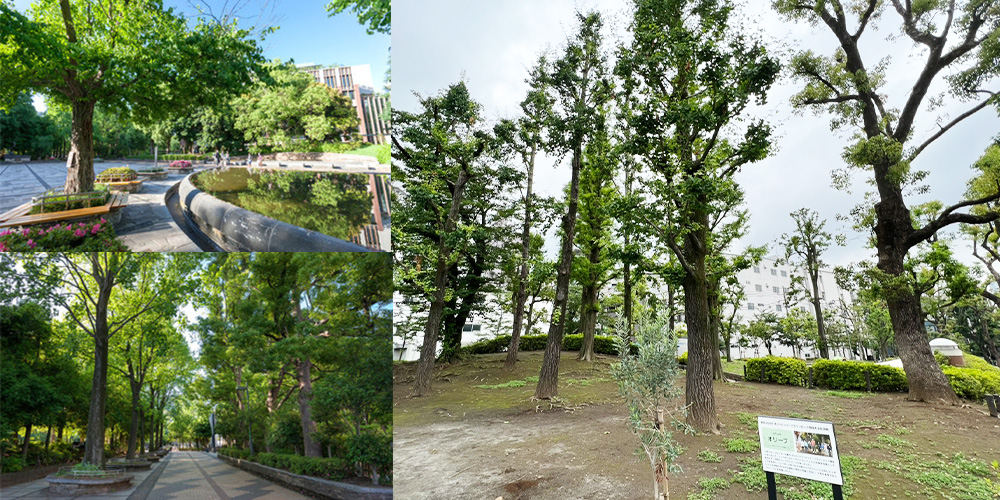 文京区大塚にある教育の森公園ってどんな公園？